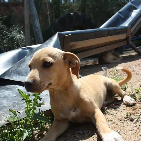 Mas Puig Roig Apartamento *