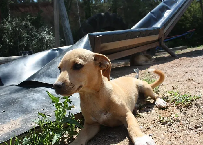 Mas Puig Roig Daire *